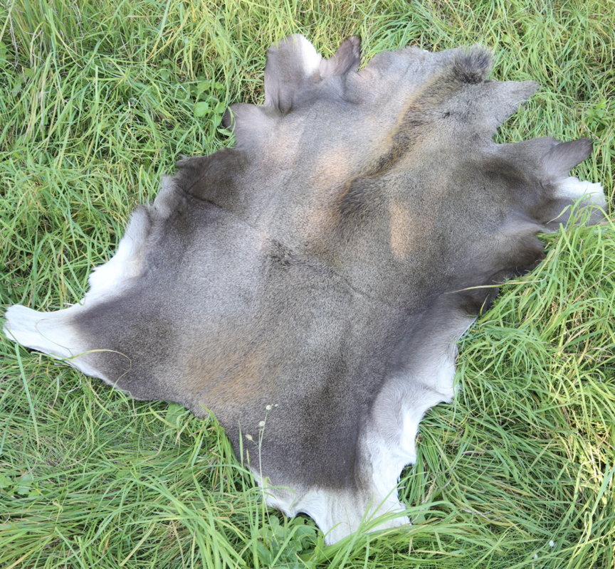 Elg Kalv Skind - Hel