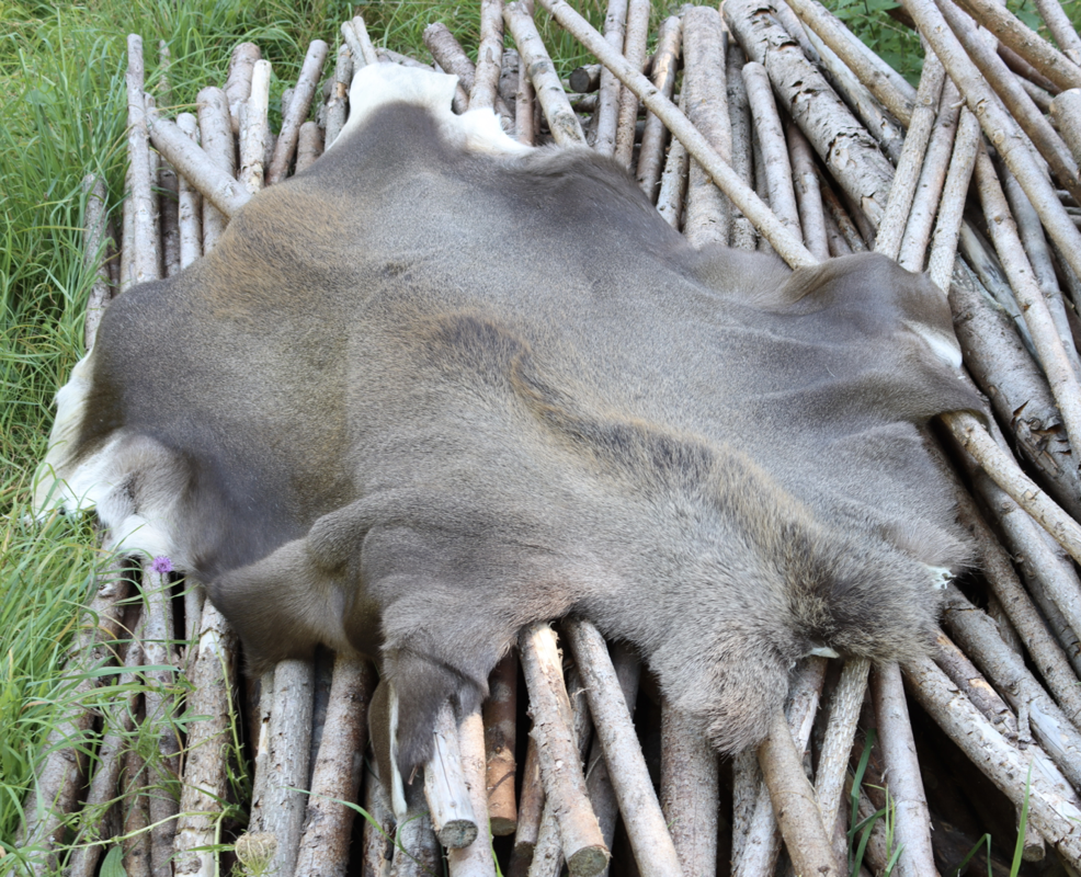 Elg Kalv Skind - Hel